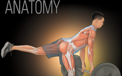 Sport Injury Prevention Anatomy – Published!
